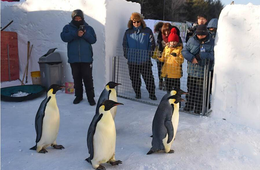 五只帝企鹅“做客”长春净月雪世界