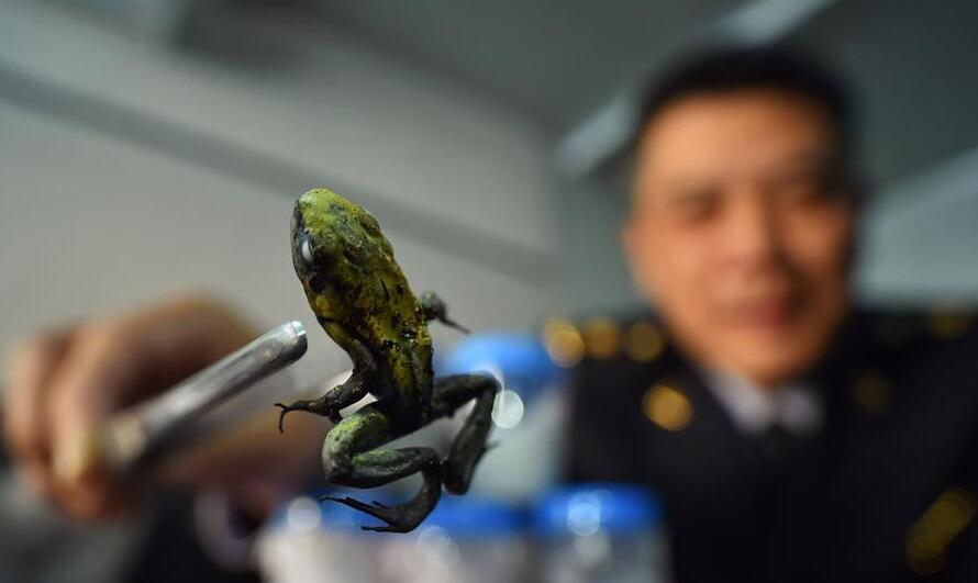 北京截获箭毒蛙活体 1克蛙毒可致15000人死亡