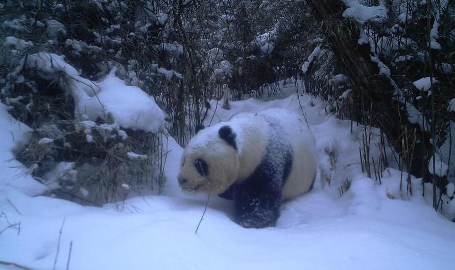 红外相机记录到野生大熊猫罕见雪景照